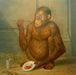 Orangutan syö mansikoita