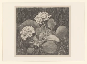Esikoinen sammaleessa Flower Studies (alkuperäinen sarjan nimi)