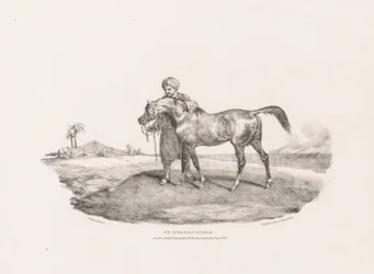 Arabianhevonen