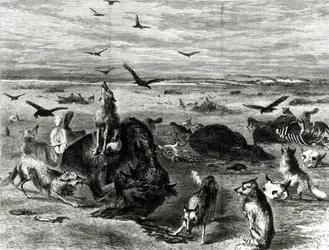 Buffaloes Slaughter of the Plains, Harpers Weekly 1872