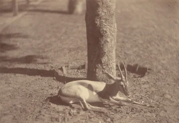 [Gazelle makaa puuta vasten]