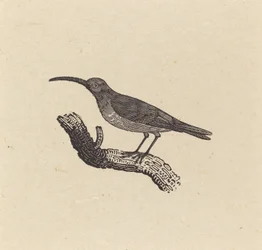 Lintu