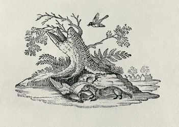 Sivettikissa ja kukko, teoksesta "History of Quadrupeds", 1790