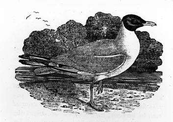 Mustapäinen lokki, kuvitus Thomas Bewickin teoksesta "A History of British Birds", julkaistu ensimmäisen kerran 1797