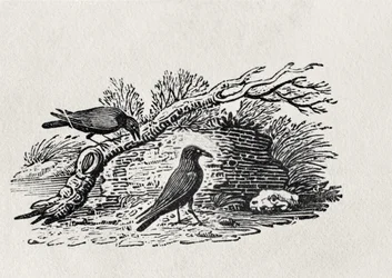 Variksia (Corvus corone corone) teoksesta "History of British Birds", osa I, julkaistu 1797