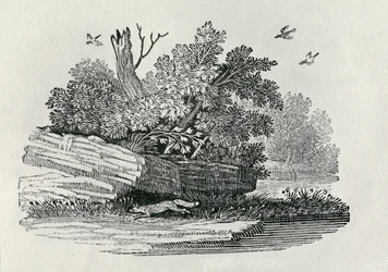Kettu pakenemassa, vuonna 1790 julkaistusta Nelijalkaisten yleishistoriasta (puukaiverrus)