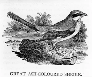 Great Ash-Coloured Shrike, kuvitus Thomas Bewickin teoksesta "The History of British Birds", julkaistu ensimmäisen kerran 1797