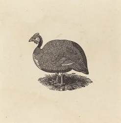 Guinea kana