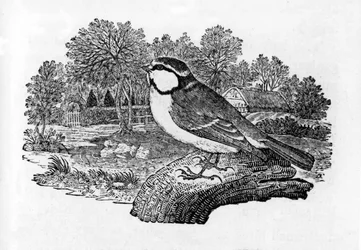 Sinitiainen, kuvitus Thomas Bewickin teoksesta "A History of British Birds", julkaistu ensimmäisen kerran 1797