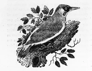 Vihreä puukiipijä, kuva Thomas Bewickin teoksesta "A History of British Birds", ensijulkaisu 1797.