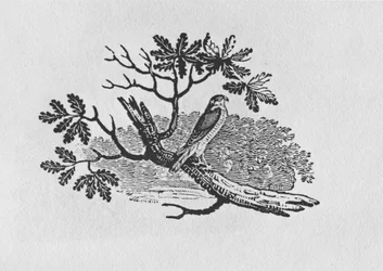 Sparrowhawk (Accipiter nisus) Brittiläisten lintujen historiasta, osa I, pub. 1797 (puukaiverrus)