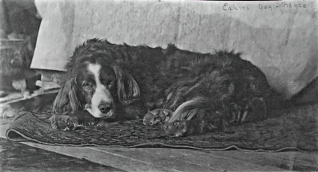 Eakinsin koira Harry, c. 1880-1890.
