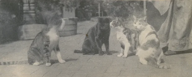 Neljä kissaa, n. 1895.