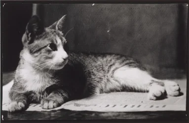 Rouva Thomas Eakinsin kissa, n. 1880-1890.