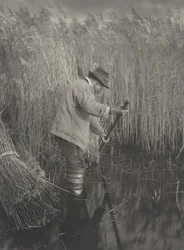 Ruovikonleikkuri työssä,1886 (kuva)