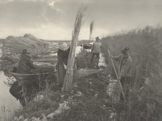 Ruoko-sadonkorjuun aikana,1886 (kuva)