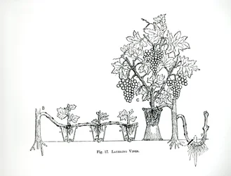 Layering viiniköynnöksiä, Thomas Mawsonin teoksesta "The Art and Craft of Garden Making", julkaistu 1900 (kaiverrus) (m/v kuva)