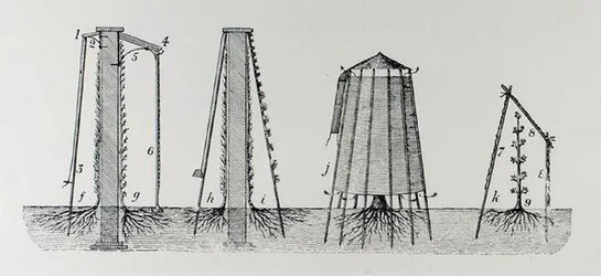 Suojaa kukkia pakkaselta, Thomas Mawsonin teoksesta "The Art and Craft of Garden Making", julkaistu 1900 (kaiverrus) (m/v kuva)