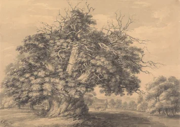 Kastanjapuu Little Wymondleyssä, Hertfordshiressä