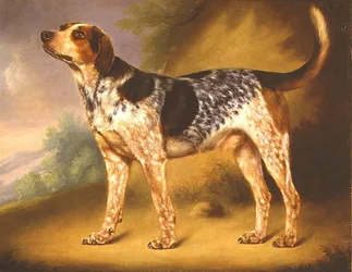 Richard Stracheyn koira "Glancer"
