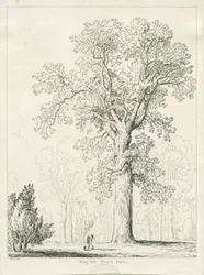 Blithfield - King Oak: kynä- ja mustepiirustus