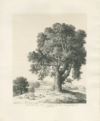 Shugborough Park - Ash Tree: kynä- ja mustepiirustus