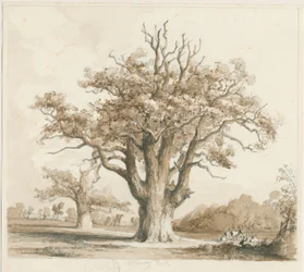 Teddesley Hall - Oak Trees: lyijykynä- ja pesupiirustus, nd [marraskuu 1842]