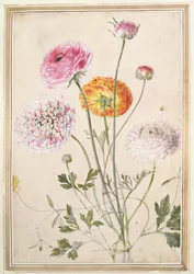 Flower Study, noin 1760