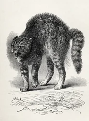 Koiran kauhuissaan kissa, Charles Darwinin teoksesta The Expression of the Emotions in Man and Animals, 1872 (litho)