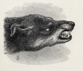 Ärsyvän koiran pää Charles Darwinin teoksesta The Expression of the Emotions in Man and Animals, 1872