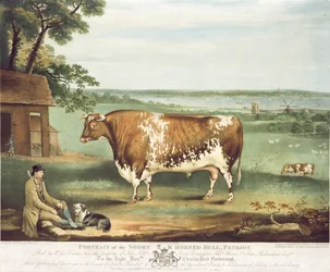 Short Horned Bull, Patriot, kaiverrus William Ward, Shrewsbury, 1810 (värikaiverrus)