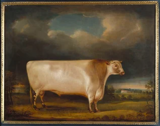 Komeetta, kevyt lyhytsarviinen härkä maisemassa, 1811