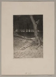 Metsän sisustus. Ilta