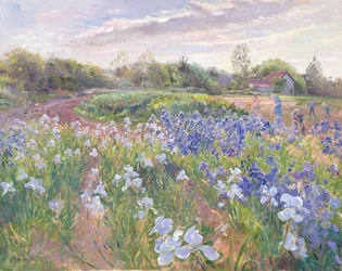 Auringon kimallus kurjenmiekoilla, 1996