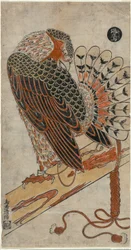 Varpushaukka (Konori Taka)