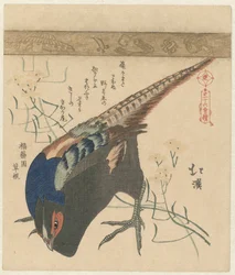 Fasaani Kolmekymmentäkuusi vedoksen sarja (sarjan nimi) Sanjûrokuban tsuzuki (sarjan nimi esineessä)