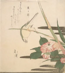 Warbler ja Camellia, n. 1815-20.