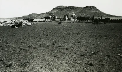 Näkymä Naqan arkeologiselta alueelta, jossa on dromedaareja ja karjaa, Sudan, valokuvaaja Ugo Monneret de Villard.