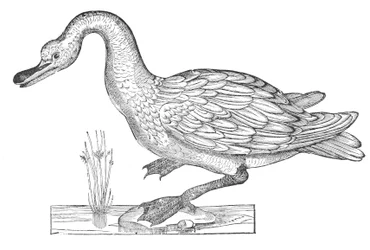 Ornithologiae hoc est de avibus historiae libri XII.