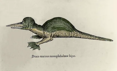 Meren lohikäärmeen esitys. Ulisse Aldrovandin (1522-1605) luonnontieteellisen käsikirjoituksen levy hirviöistä