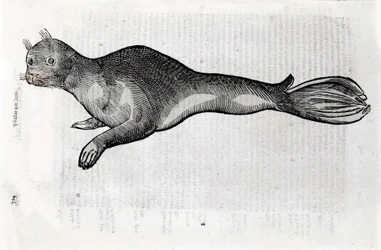 Sinetin esitys Ulisse Aldrovandin (1522-1605) Natural History -käsikirjoituksesta kuvitettu levy, Ulisse Aldrovandi fonds, Bolognan yliopistokirjasto, toim. 1603.