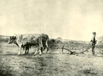 Bullock Plough Team, 1901.