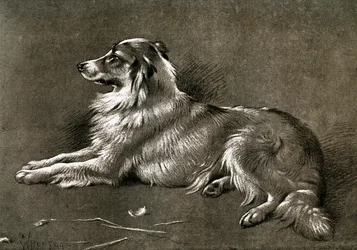 Lammaskoira, 1901
