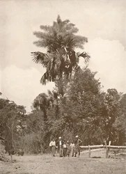 Talipot-palmu kukassa, 1900.