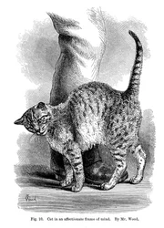 Kissa kiintyneessä mielentilassa, ilmaisu ja tunteet ihmisessä ja eläimissä, 1872
