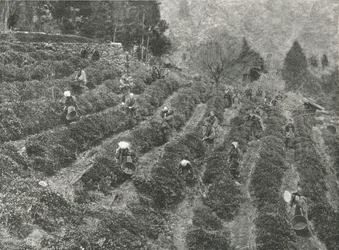 Teeviljelmä kaupungin ulkopuolella, Kobe, Japani, 1895.