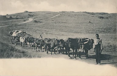 Tyypillinen härkävaunu - Etelä-Afrikka, 1900-luvun alku.