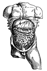 Vatsaontelo ja sen sisältö, 1543