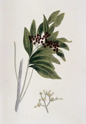 Maustepippuri, 1823