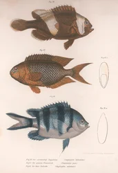 Amphiprion bifasciatus. Pomacentris pavo. Glyphisodo, noin 1850-luku